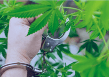 How Many Marijuana Arrests in Missouri.png