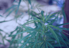 Missouri Marijuana Tax Revenue 2025.png